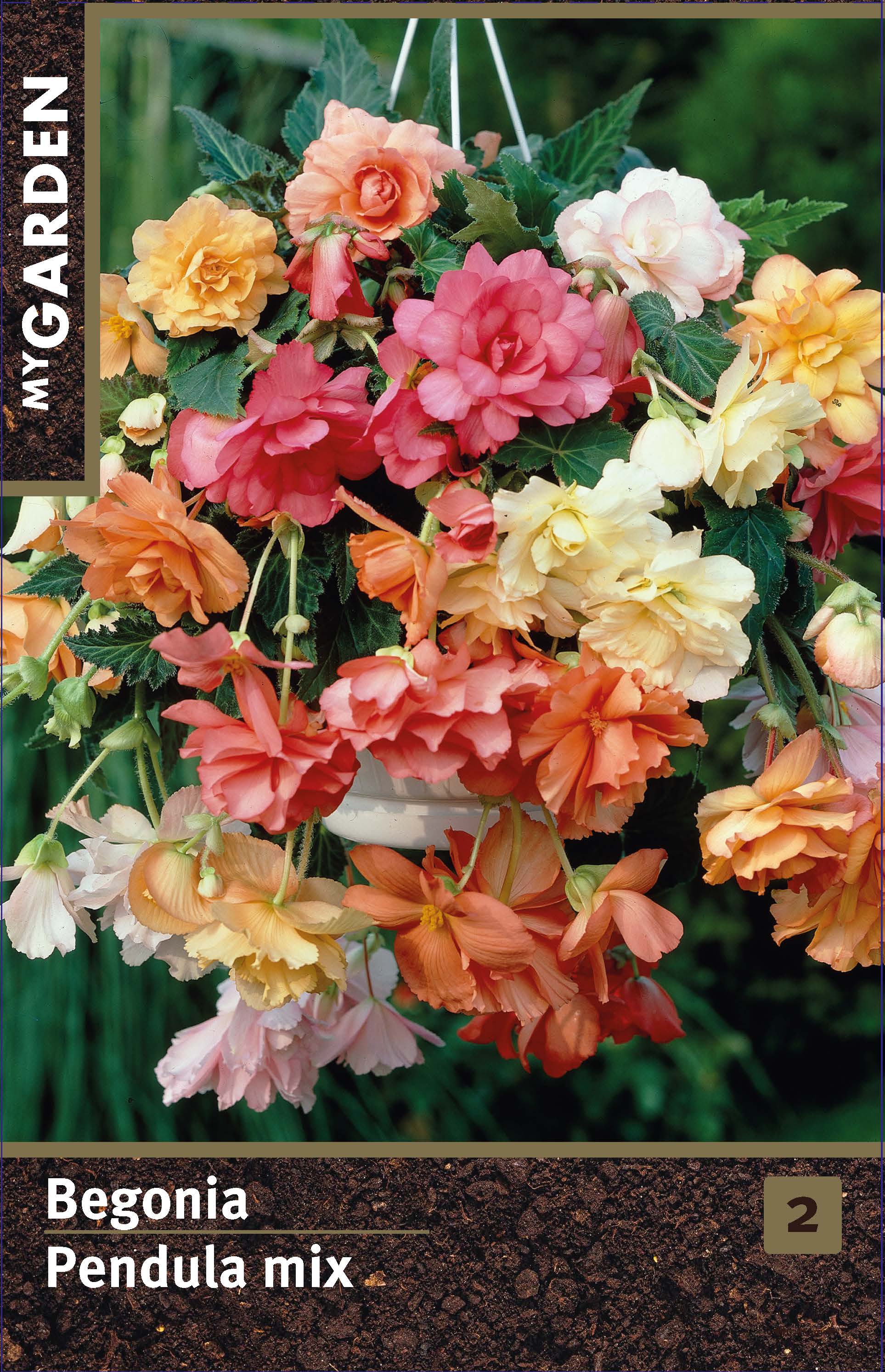 Бегония ампельная